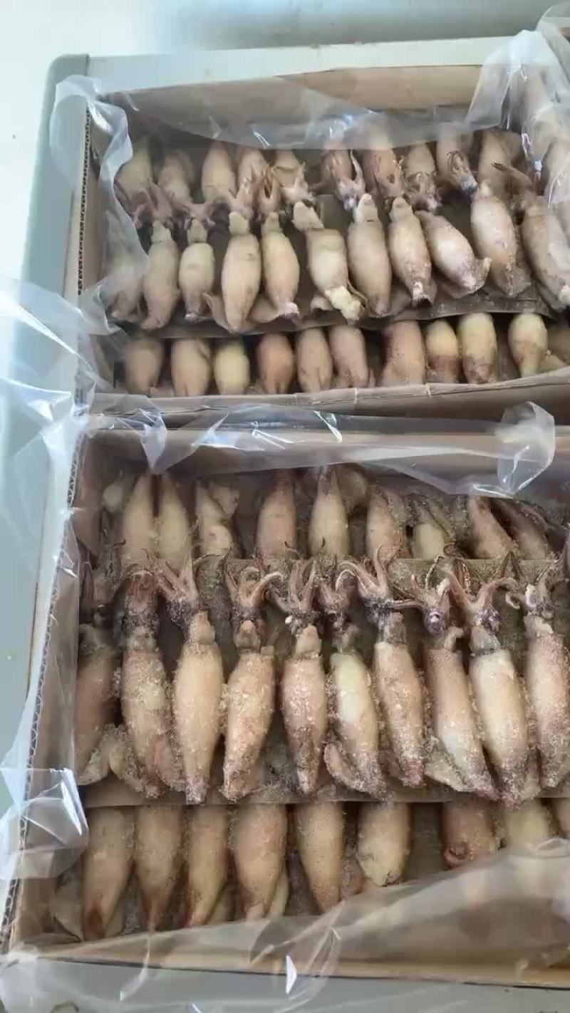 全籽小海兔一盒35只