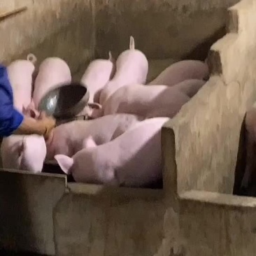 土白猪苗