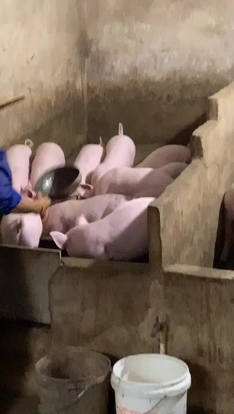 土白猪苗