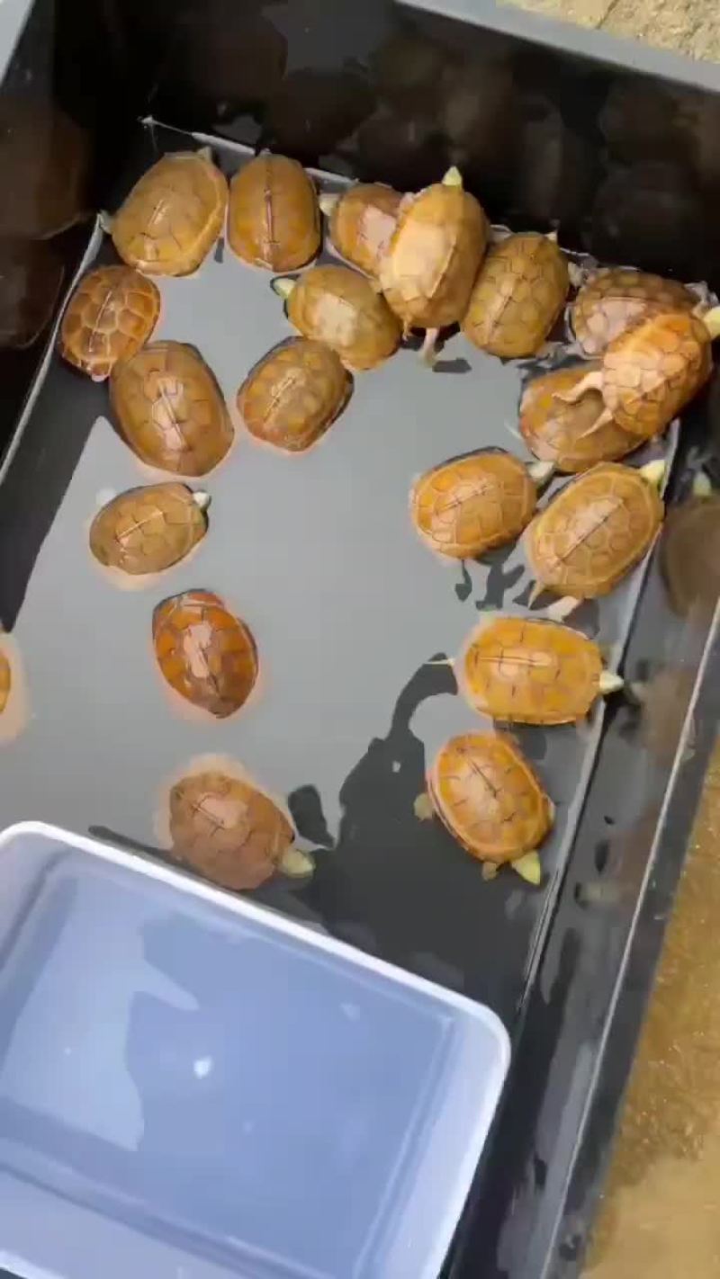 大别山纯皖喉品质，三黄无眼线，壳色干净，普通纯牙现货多，