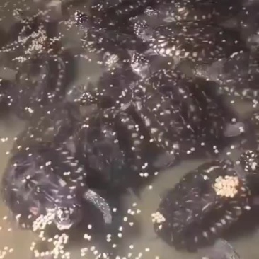 斑点龟