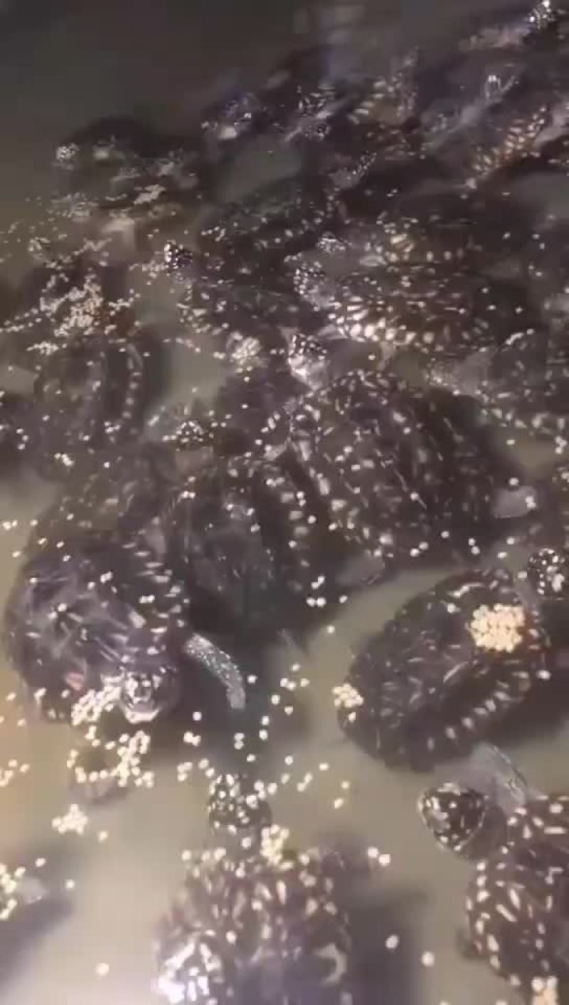 斑点龟