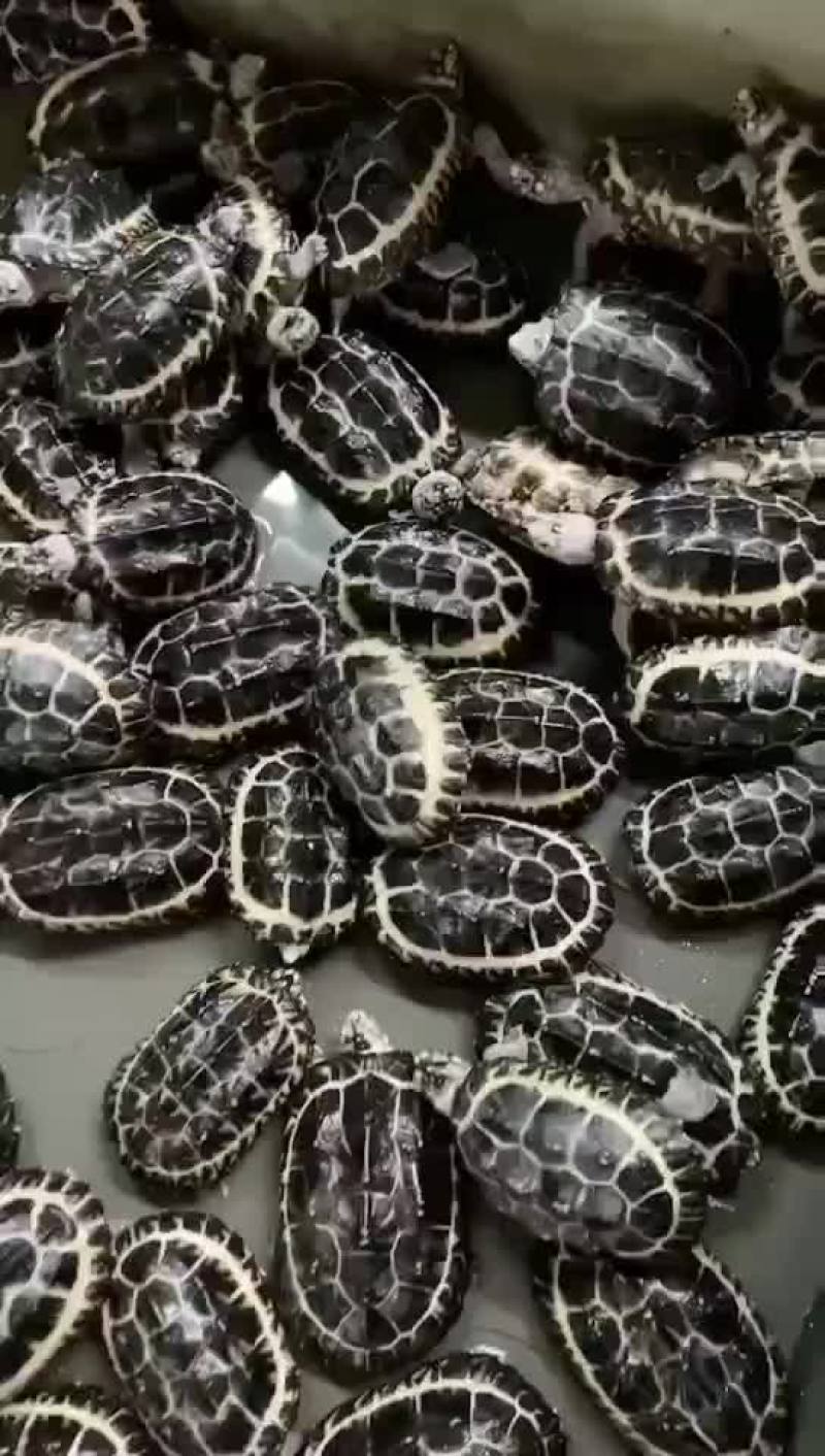 变异斑点龟