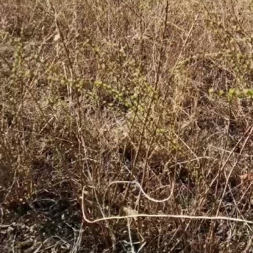 绣线菊，珍珠绣线菊