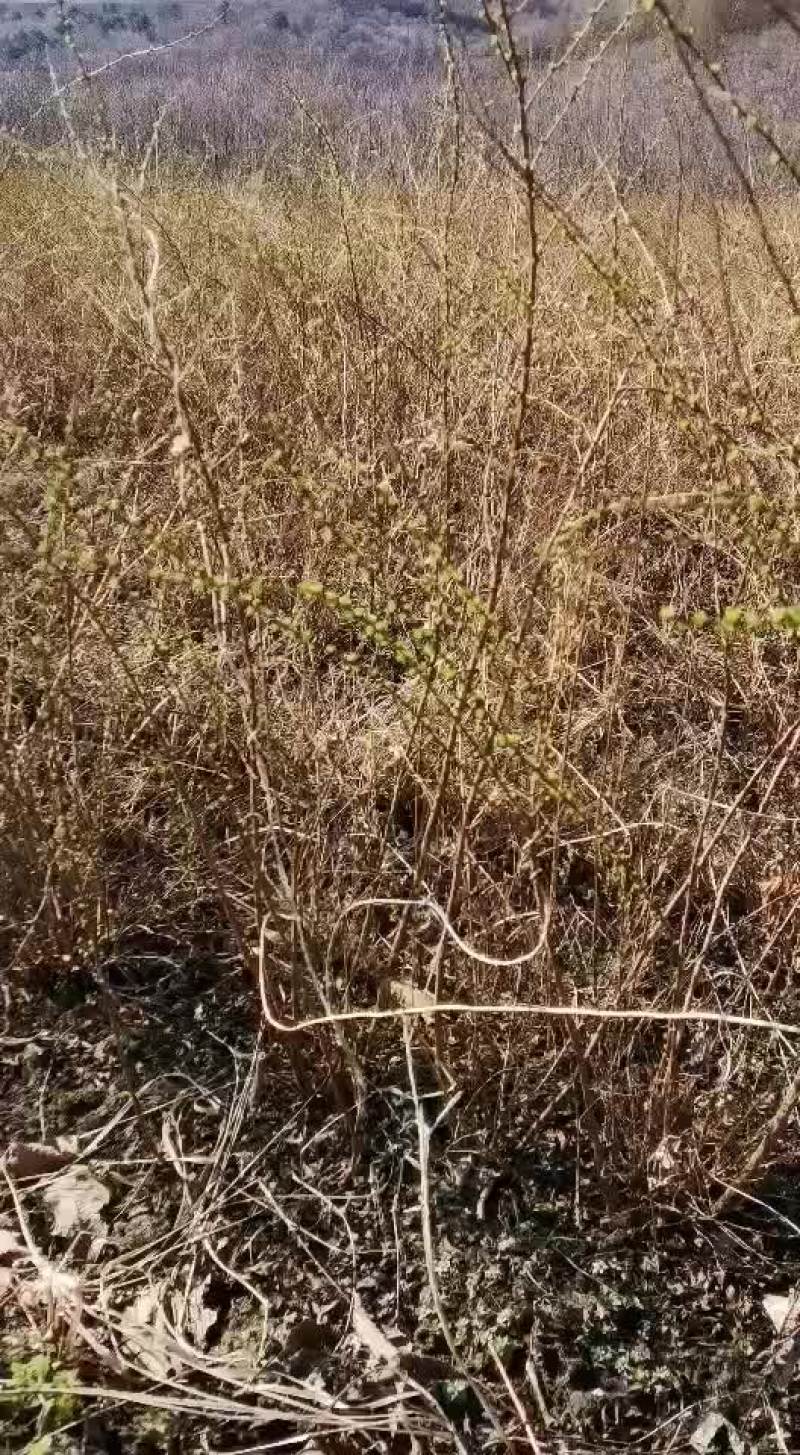 绣线菊，珍珠绣线菊