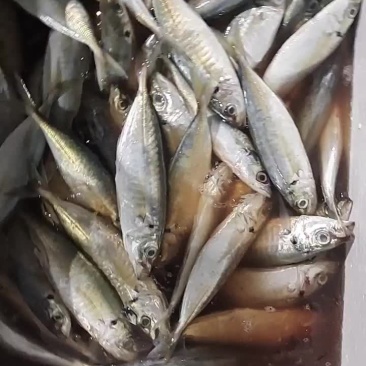 新鲜巴浪鱼
