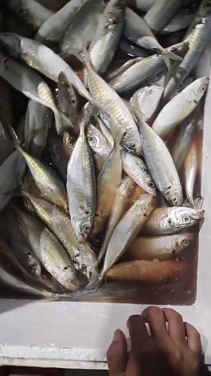 新鲜巴浪鱼