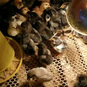 有喜欢养鸡的老板来联系