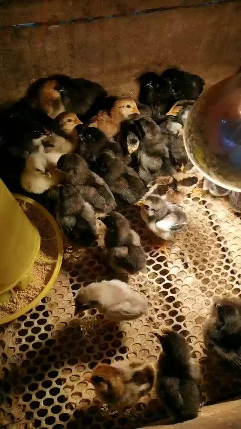 有喜欢养鸡的老板来联系