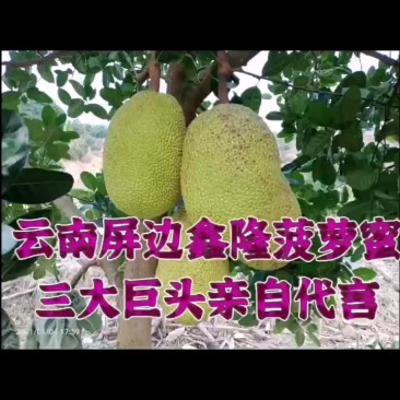 云南省屏边低海拔山地菠萝蜜