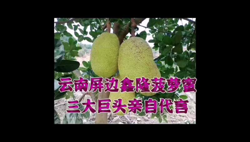 云南省屏边低海拔山地菠萝蜜