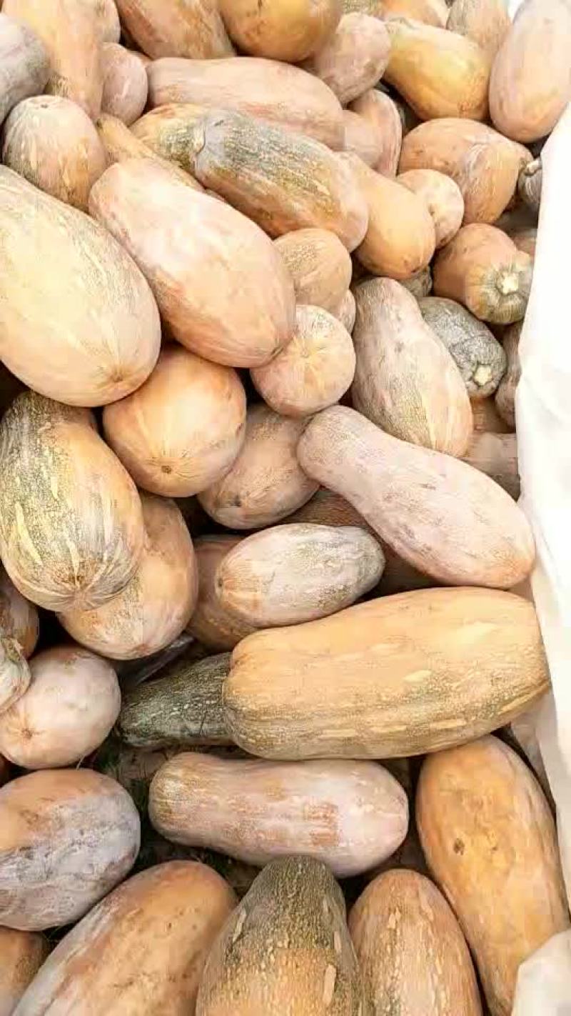 大量供应各种南瓜
