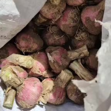 葱蒜类
