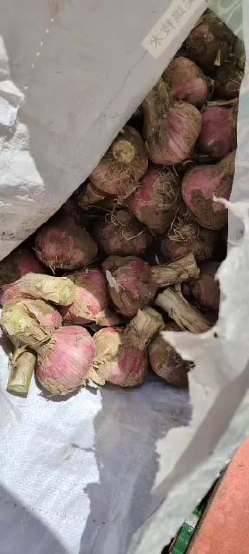 葱蒜类