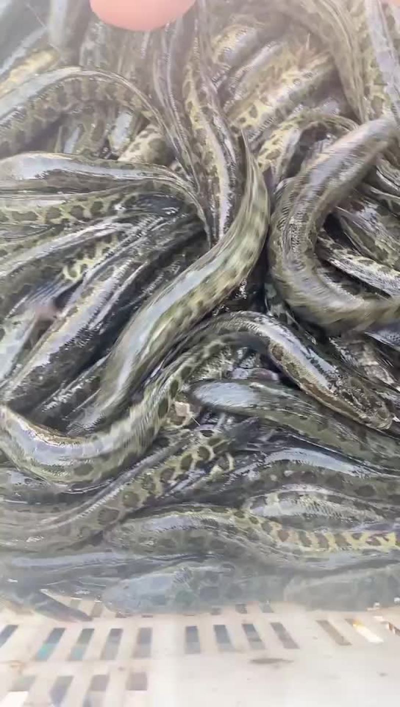黑鱼苗一斤五六尾的出货
