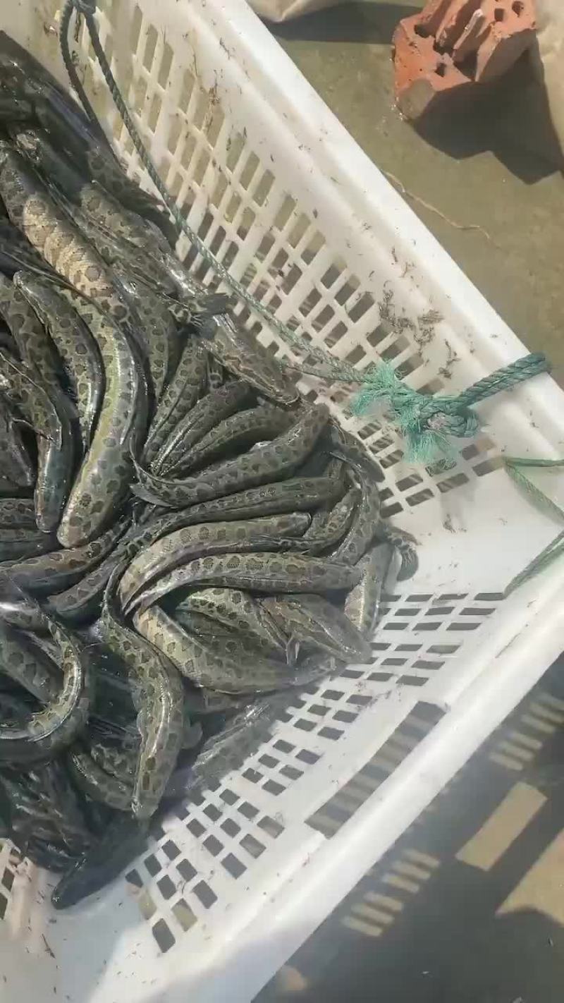 黑鱼苗一斤五六尾的出货