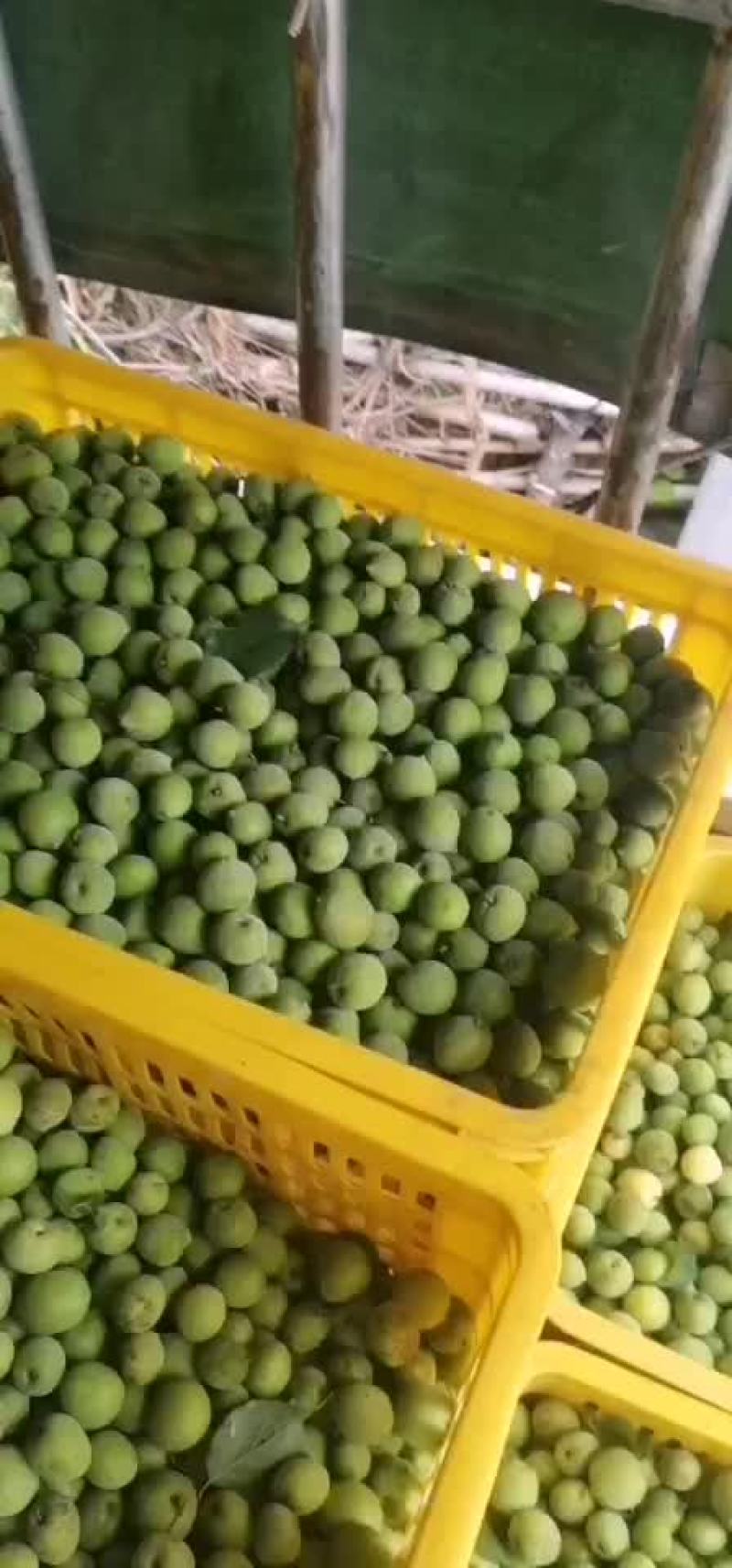 梅子