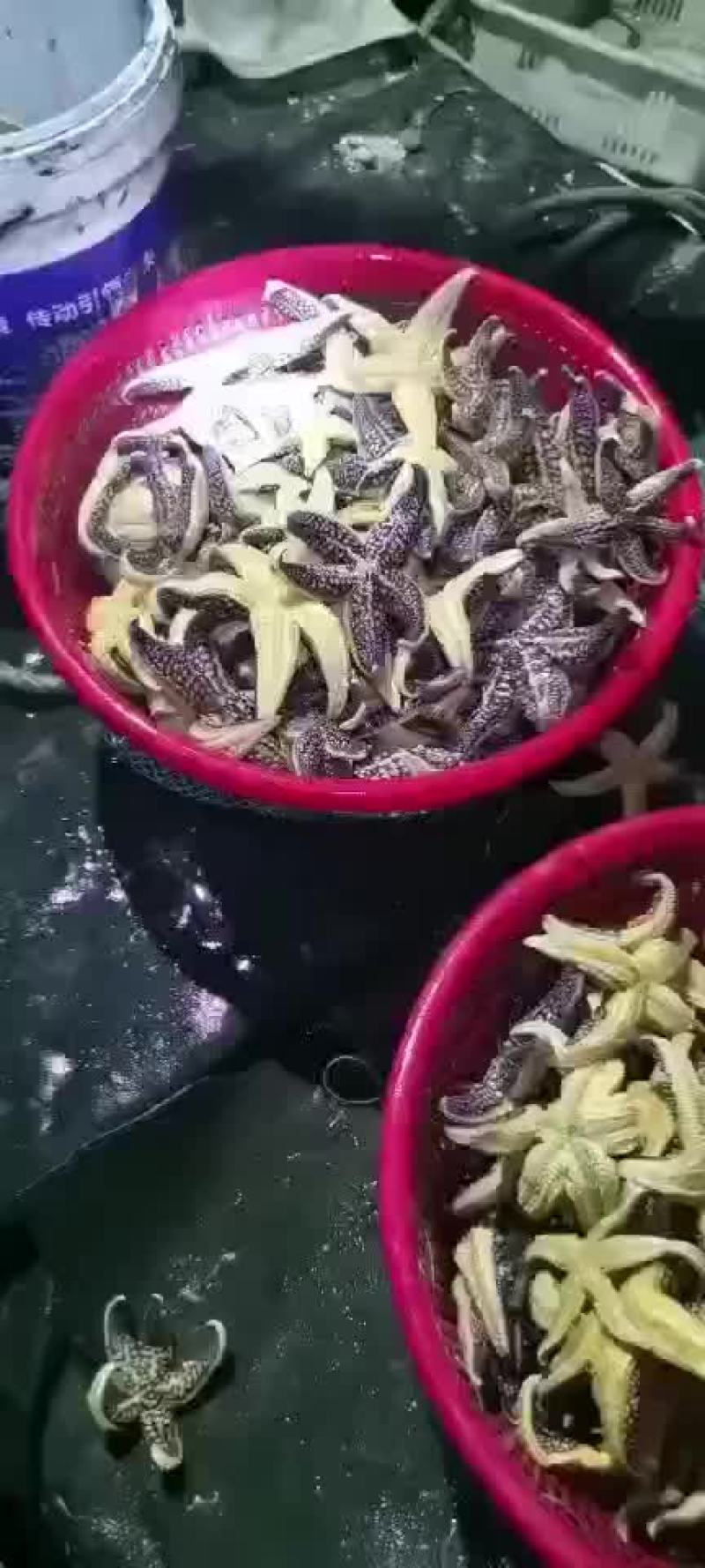 海五星