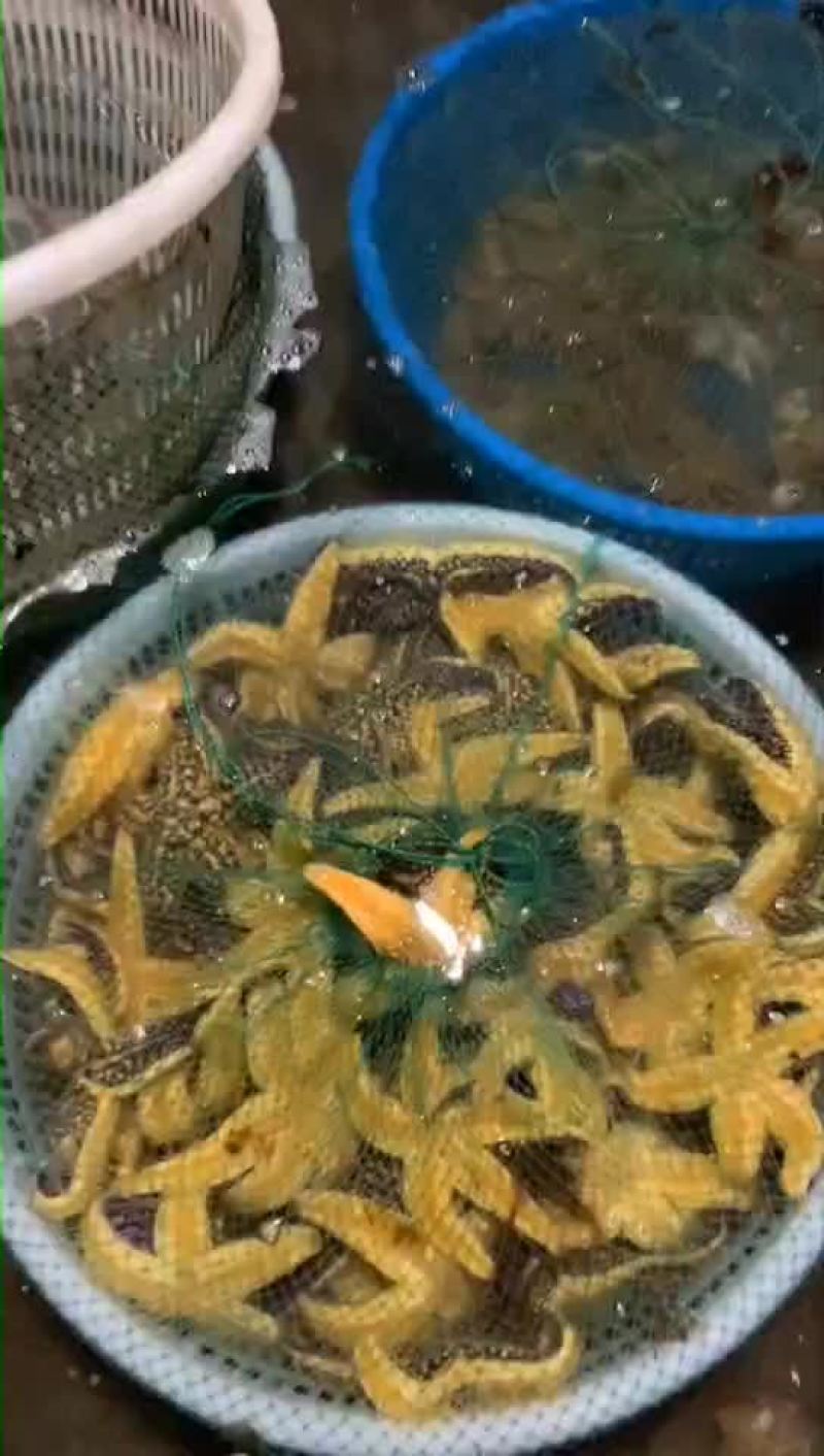 海五星