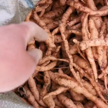 生地苗