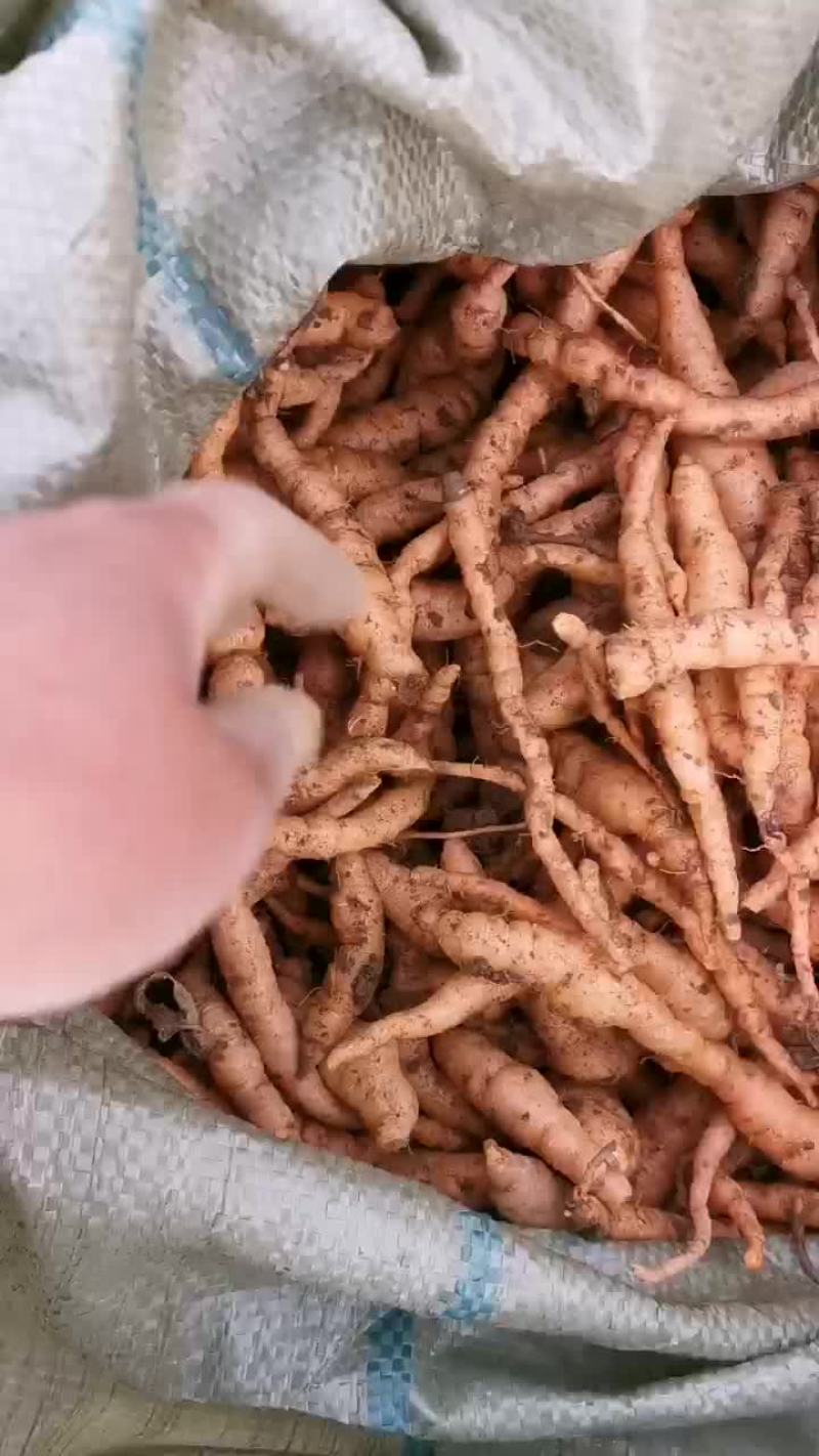 生地苗