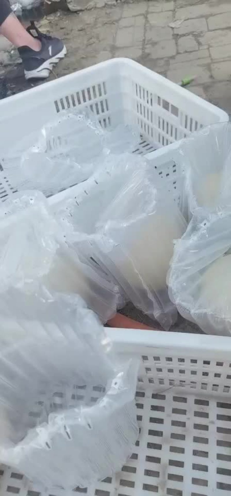 非洲鸵鸟蛋，食用蛋，受精蛋，都有需要的朋友联系我
