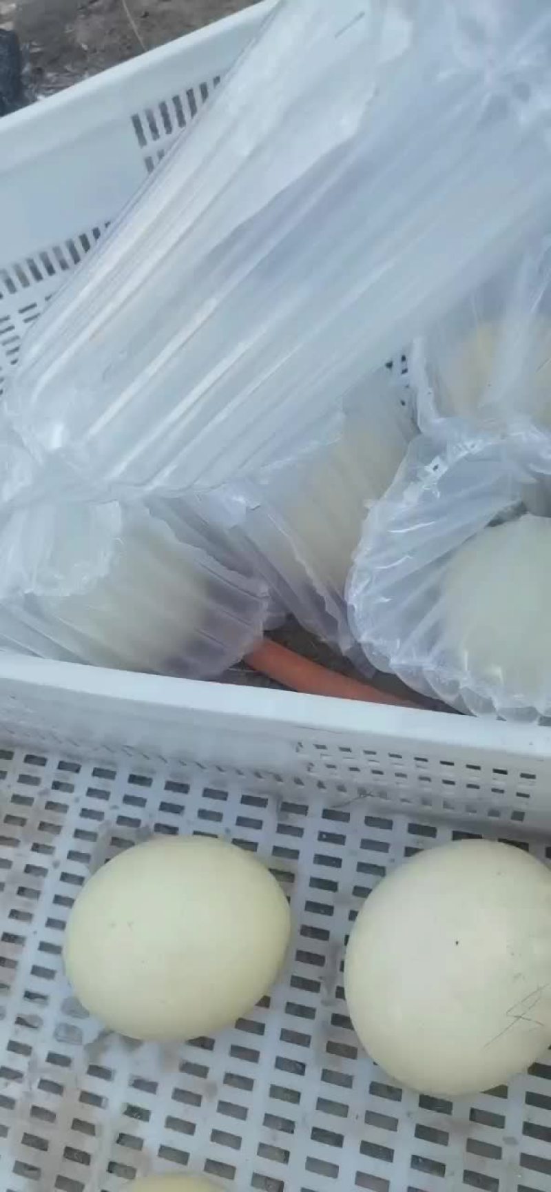 非洲鸵鸟蛋，食用蛋，受精蛋，都有需要的朋友联系我