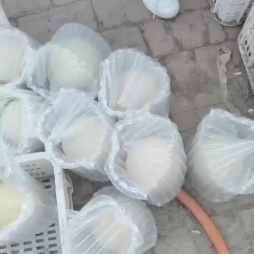 非洲鸵鸟蛋，食用蛋，受精蛋，都有需要的朋友联系我