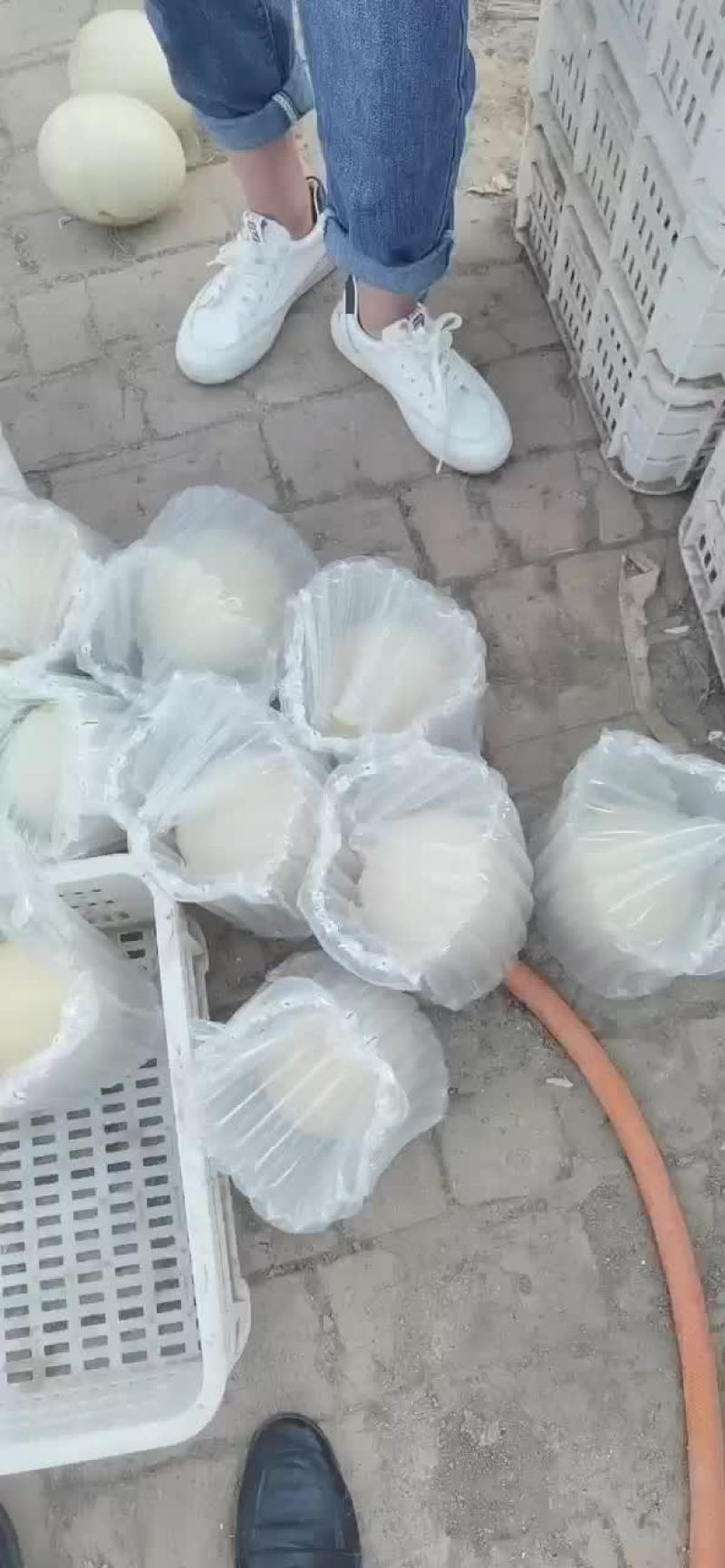 非洲鸵鸟蛋，食用蛋，受精蛋，都有需要的朋友联系我