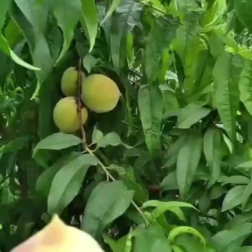 黄桃