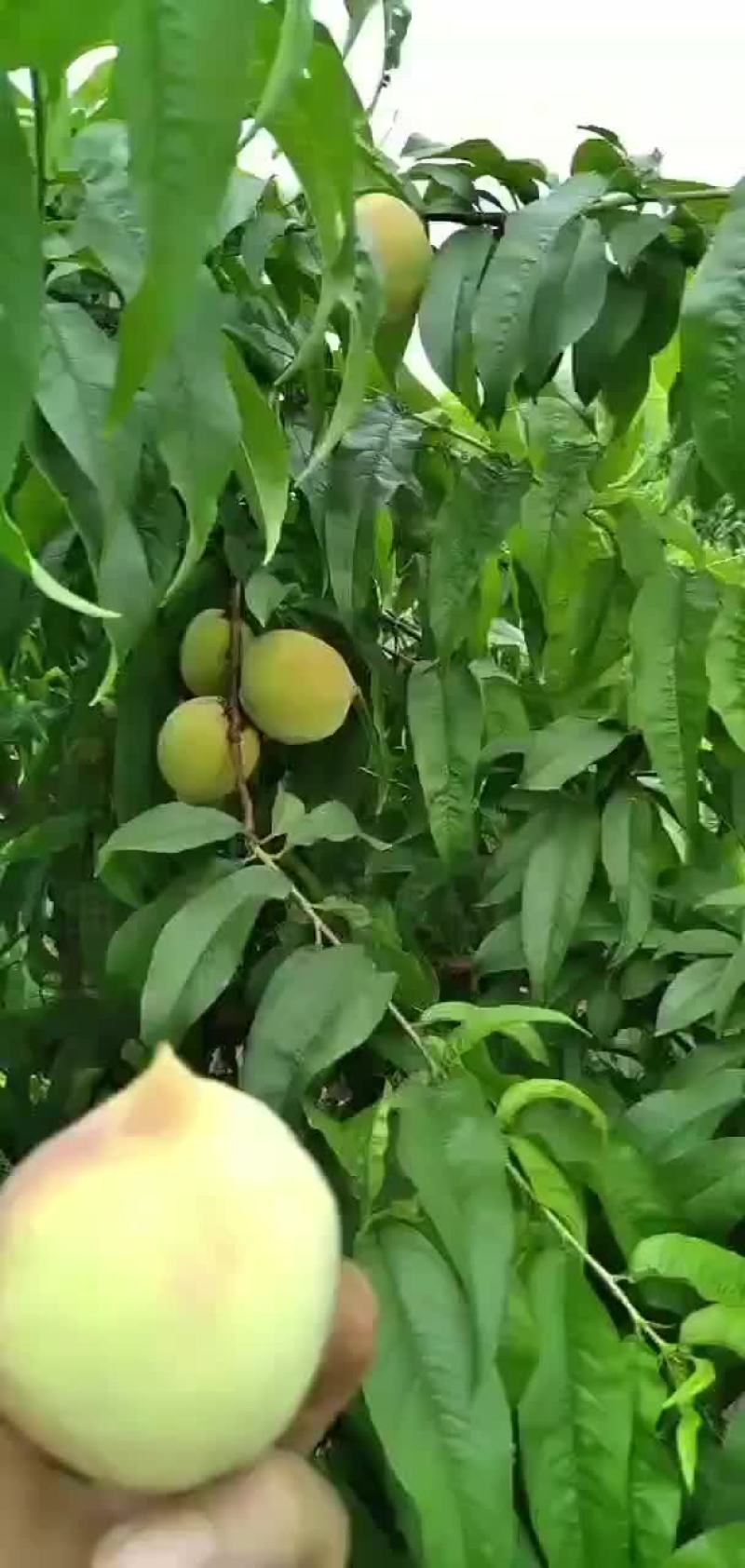 黄桃