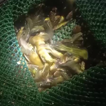 黄骨鱼苗