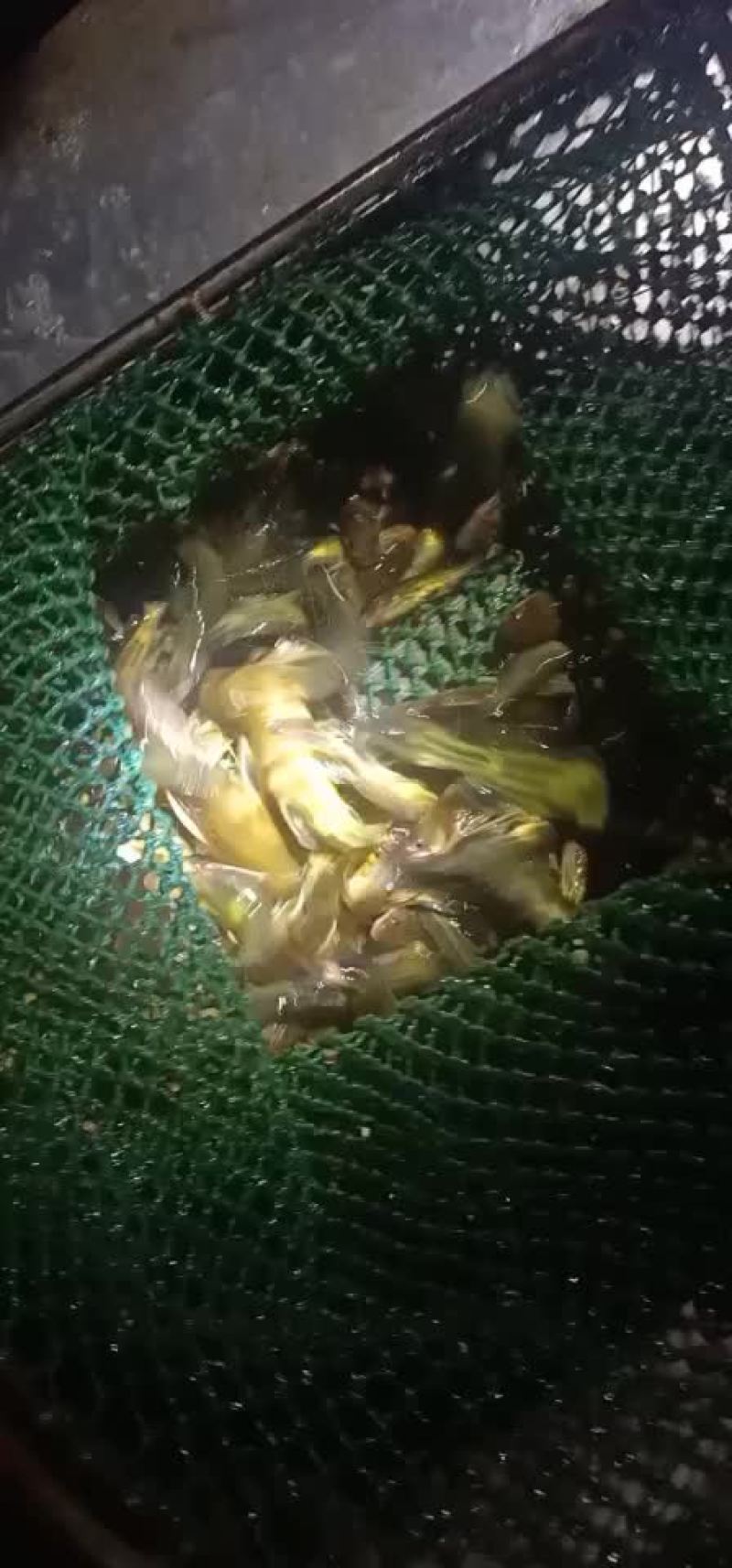 黄骨鱼苗