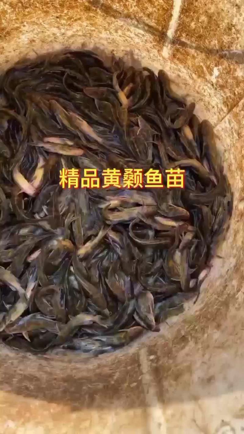 黄骨鱼苗