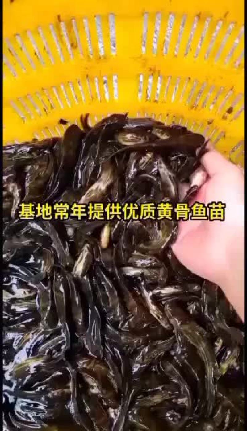 黄骨鱼苗
