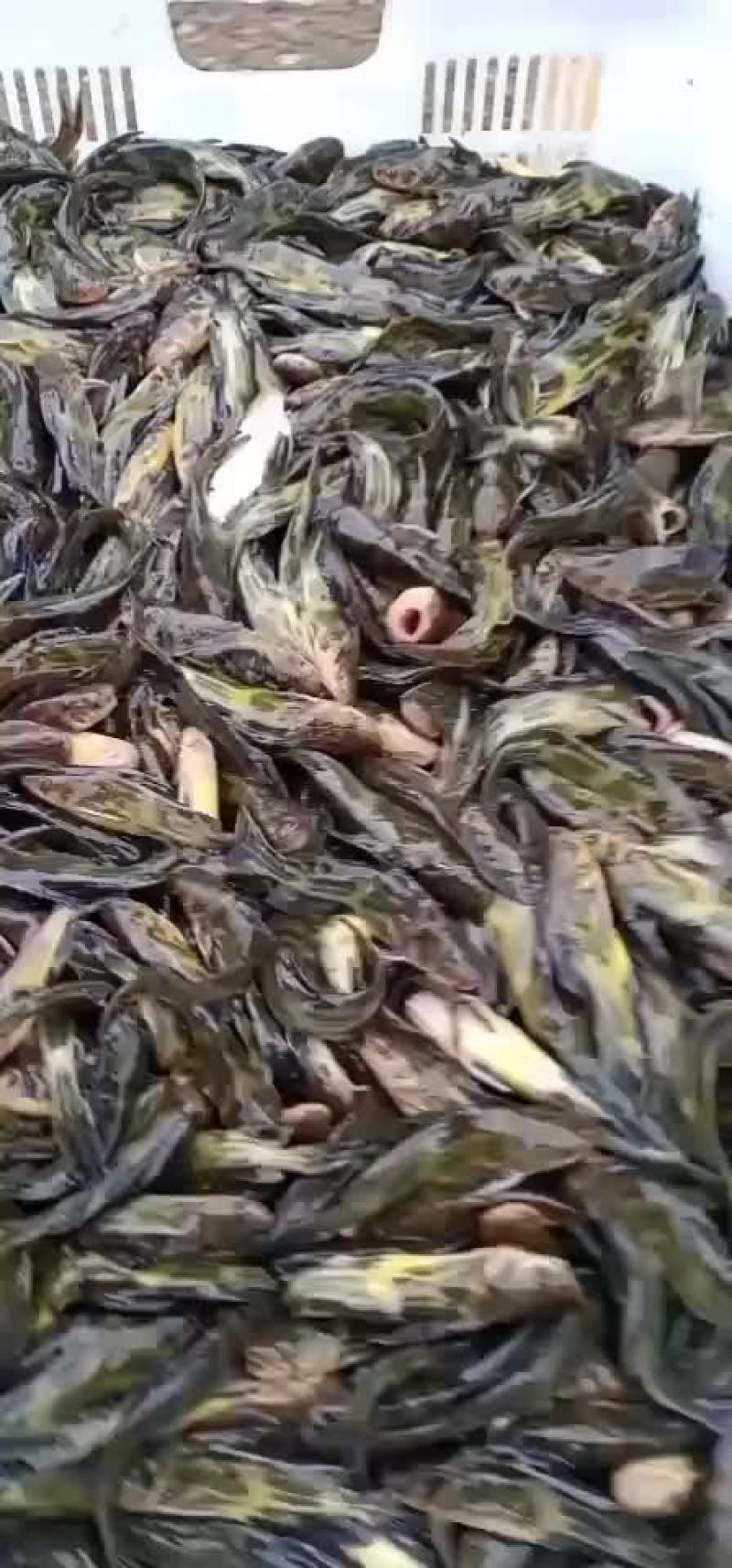 黄骨鱼苗