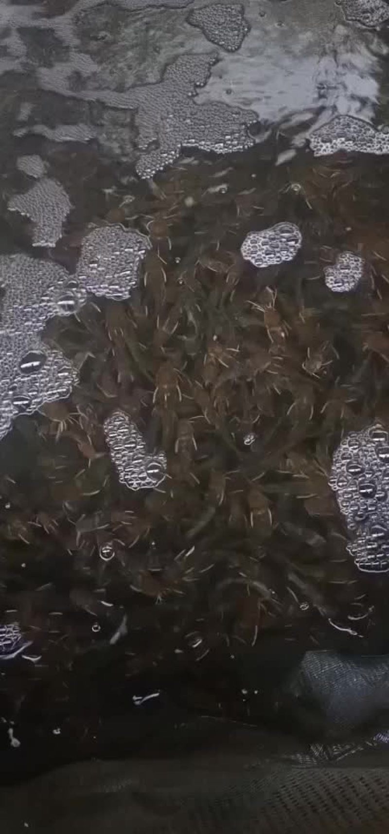 黄骨鱼苗