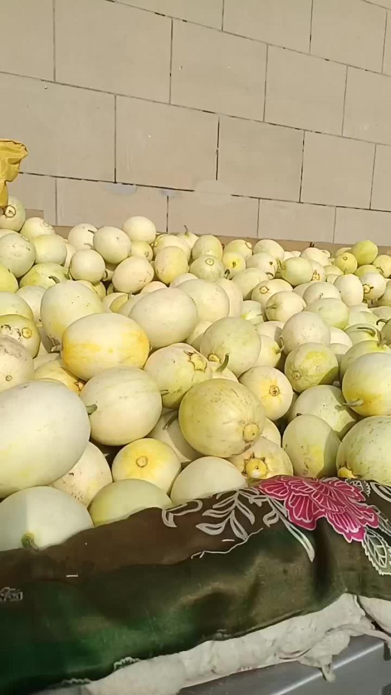 景甜5甜瓜