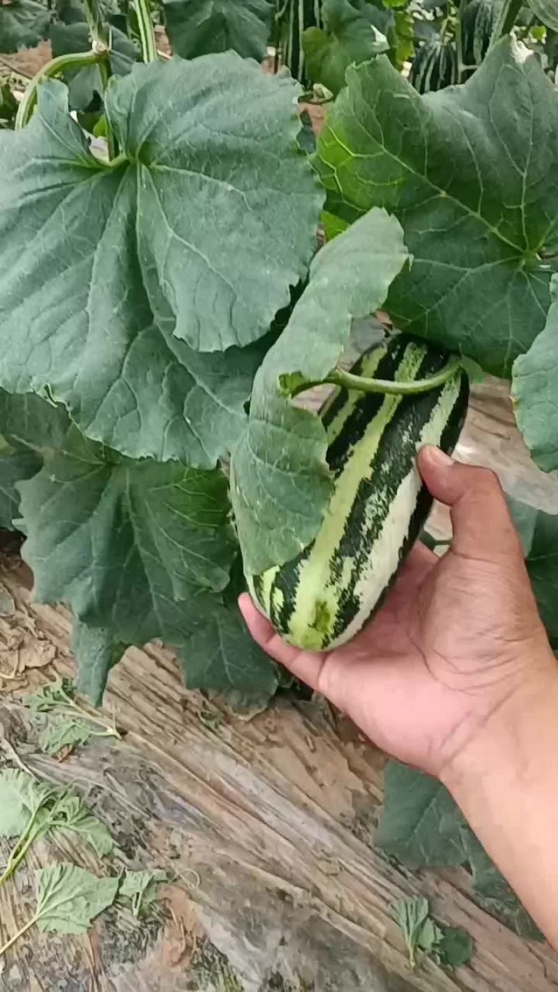 博洋9