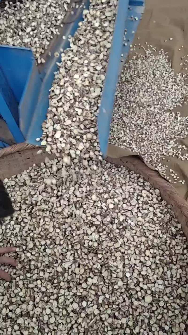 野生红芪圆片过筛发货