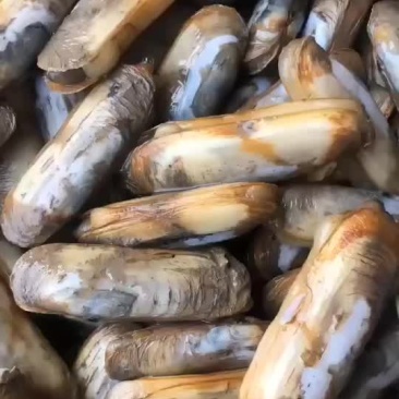 鲜活蛏子双头蛏鲜活发货