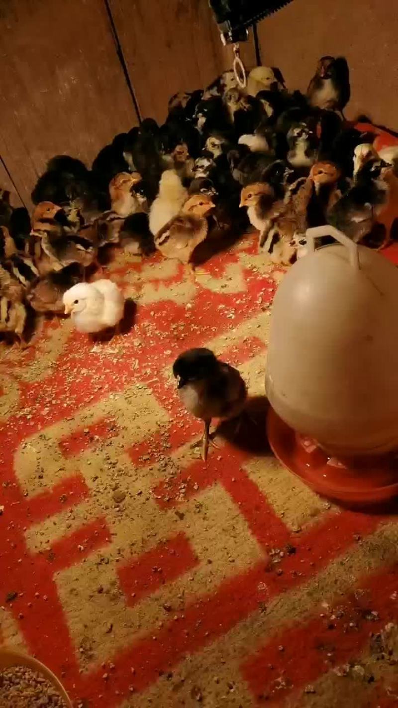 斗鸡出壳苗斗鸡幼苗喜欢来电