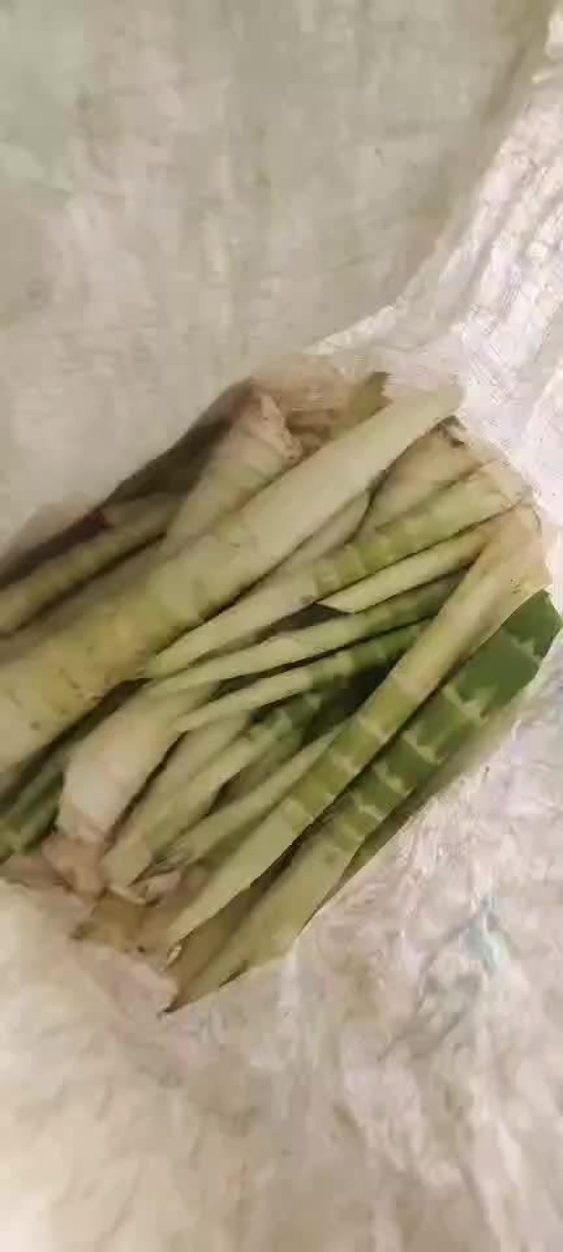 雷笋去壳白肉