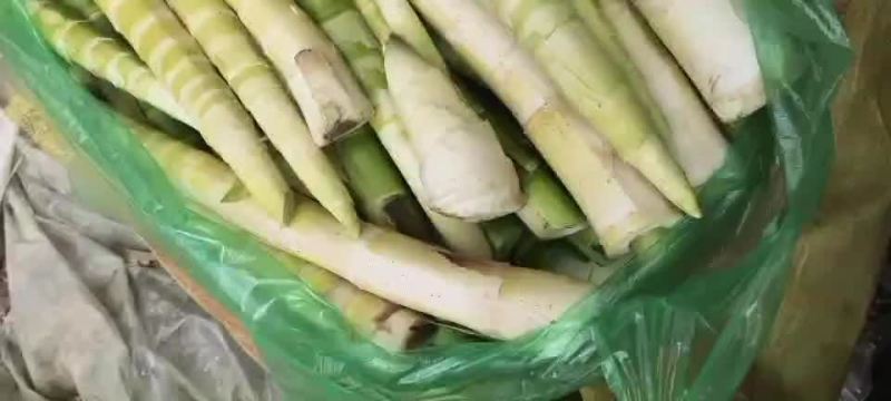 雷笋去壳白肉