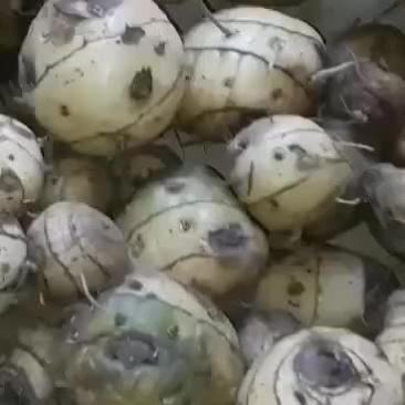 圆白及有货须要的联系我