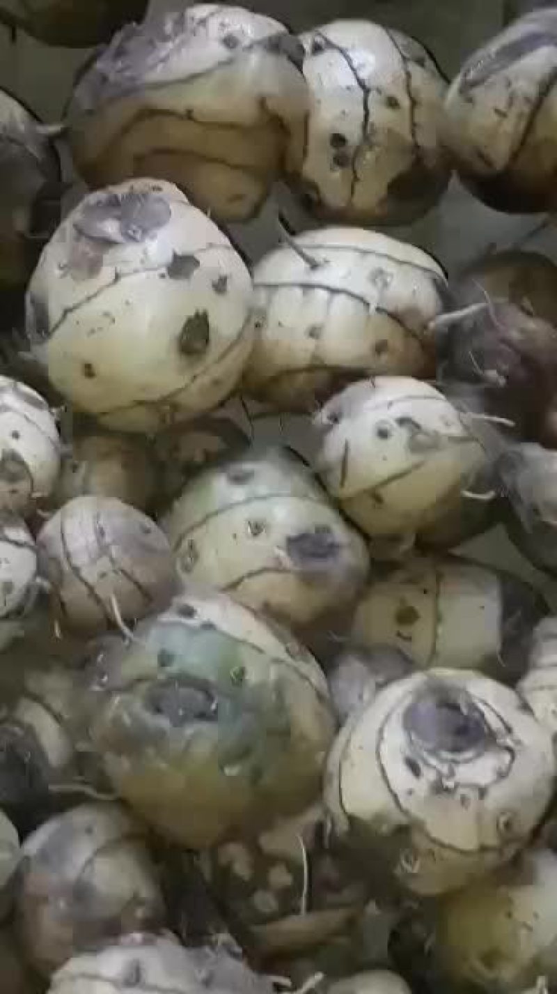 圆白及有货须要的联系我