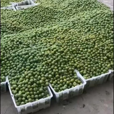 贞丰四月李