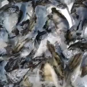 鳜鱼苗，公司专业人员养殖鱼苗彭泽鲫鱼苗，需要迅速联系。