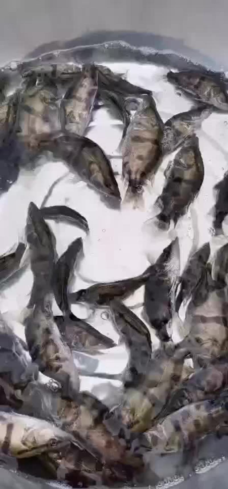 鳜鱼苗，公司专业人员养殖鱼苗彭泽鲫鱼苗，需要迅速联系。