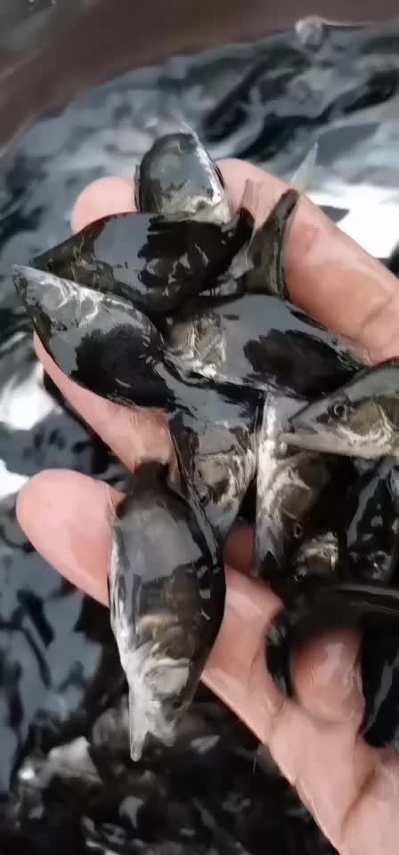 鳜鱼苗，公司专业人员养殖鱼苗彭泽鲫鱼苗，需要迅速联系。